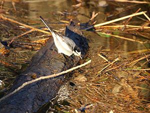事例2. マイクロプラスチック類をついばむハクセキレイ（2）