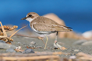 事例74. 脚にプラスチック類が絡まったオオメダイチドリ