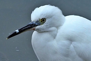 事例2. クチバシにストローのようなものがはまったコサギ（1）