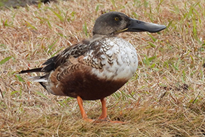 事例78. 釣り糸が絡まったハシボソミズナギドリの死体