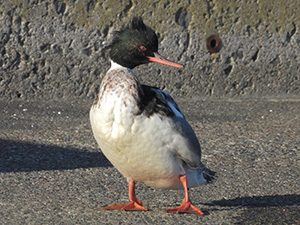 事例79.釣り糸が翼や首に絡まったウミアイサ1
