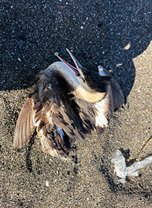 事例81. 足にルアーが刺さり、釣り糸が絡まって衰弱してしまったカンムリカイツブリ1