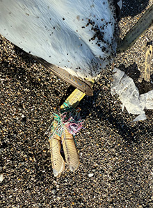 事例81. 足にルアーが刺さり、釣り糸が絡まって衰弱してしまったカンムリカイツブリ2