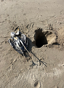 事例84.ルアーの糸が絡まったアオサギの死体