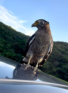 事例92. 釣り糸のような物がくちばしの端から出ているカンムリワシ