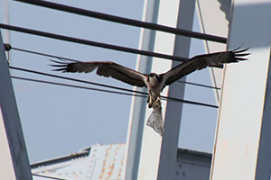 事例94. 人工物を足に持って飛翔するミサゴ