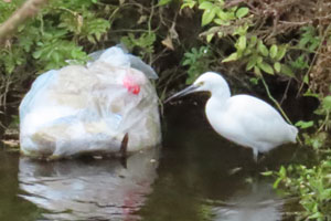 事例96. 不法投棄されたゴミとコサギ