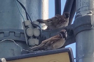 事例98. 足にビニール紐が絡まったスズメ