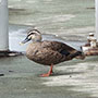 事例71. 頭とくちばしにプラスチック類が挟まったカルガモ