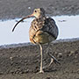 事例32. 足に釣り糸が絡まったホウロクシギ