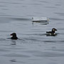 事例33. 浮かぶペットボトルとツノメドリ幼鳥、エトピリカ幼鳥