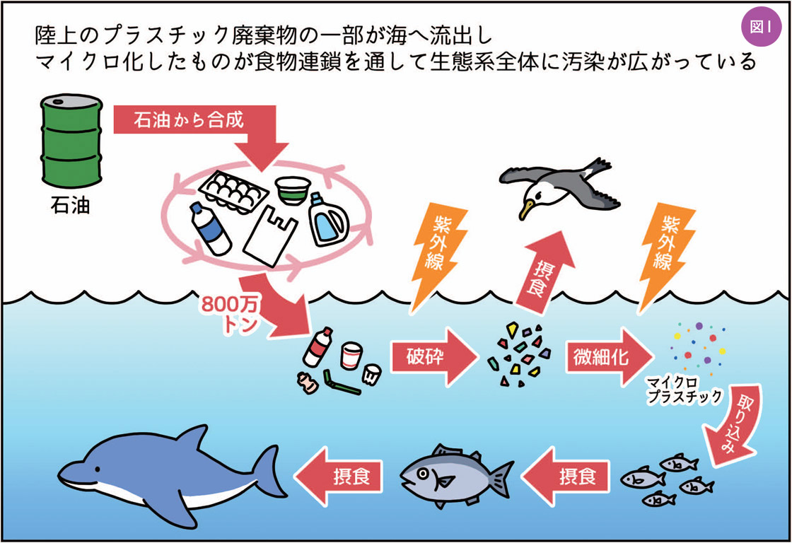 図1　陸上のプラスチック廃棄物が海へ流出しマイクロ化したものが食物連鎖を通して生態系全体に汚染が広がっている