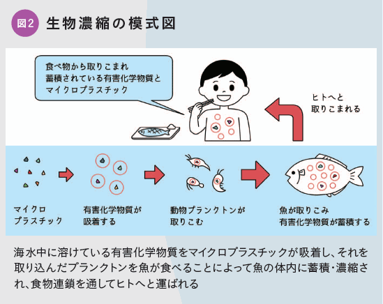 図2 生物濃縮の模式図:海水中に溶けている有害化学物質をマイクロプラスチックが吸着し、それを取り込んだプランクトンを魚が食べることによって魚の体内に蓄積・濃縮され、食物連鎖を通してヒトへと運ばれる