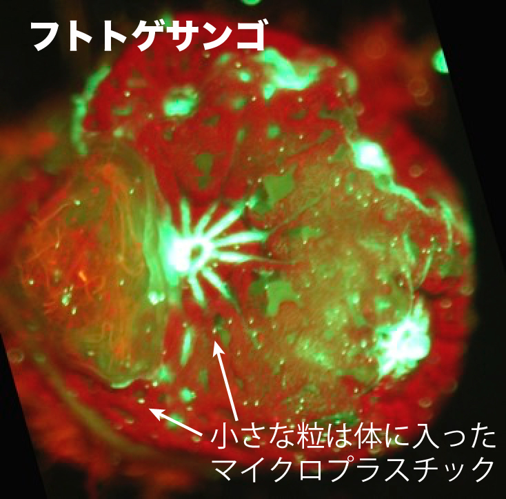 マイクロプラスチックがサンゴをはじめとした海洋生物に与える影響