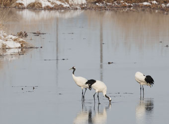 美々川で採餌をしているタンチョウ