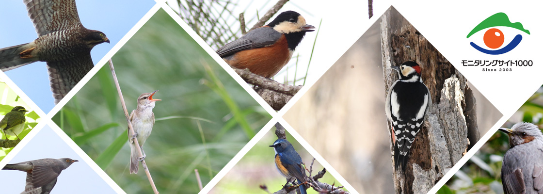 モニタリングサイト1000　陸生鳥類調査イメージ