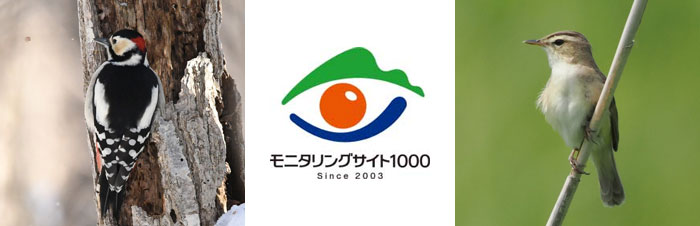 モニタリングサイト1000 陸生鳥類調査イメージ