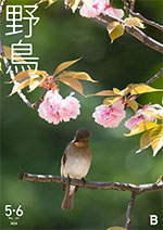 2025年年5・6月号野鳥誌