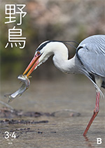 2026年3・4月号野鳥誌