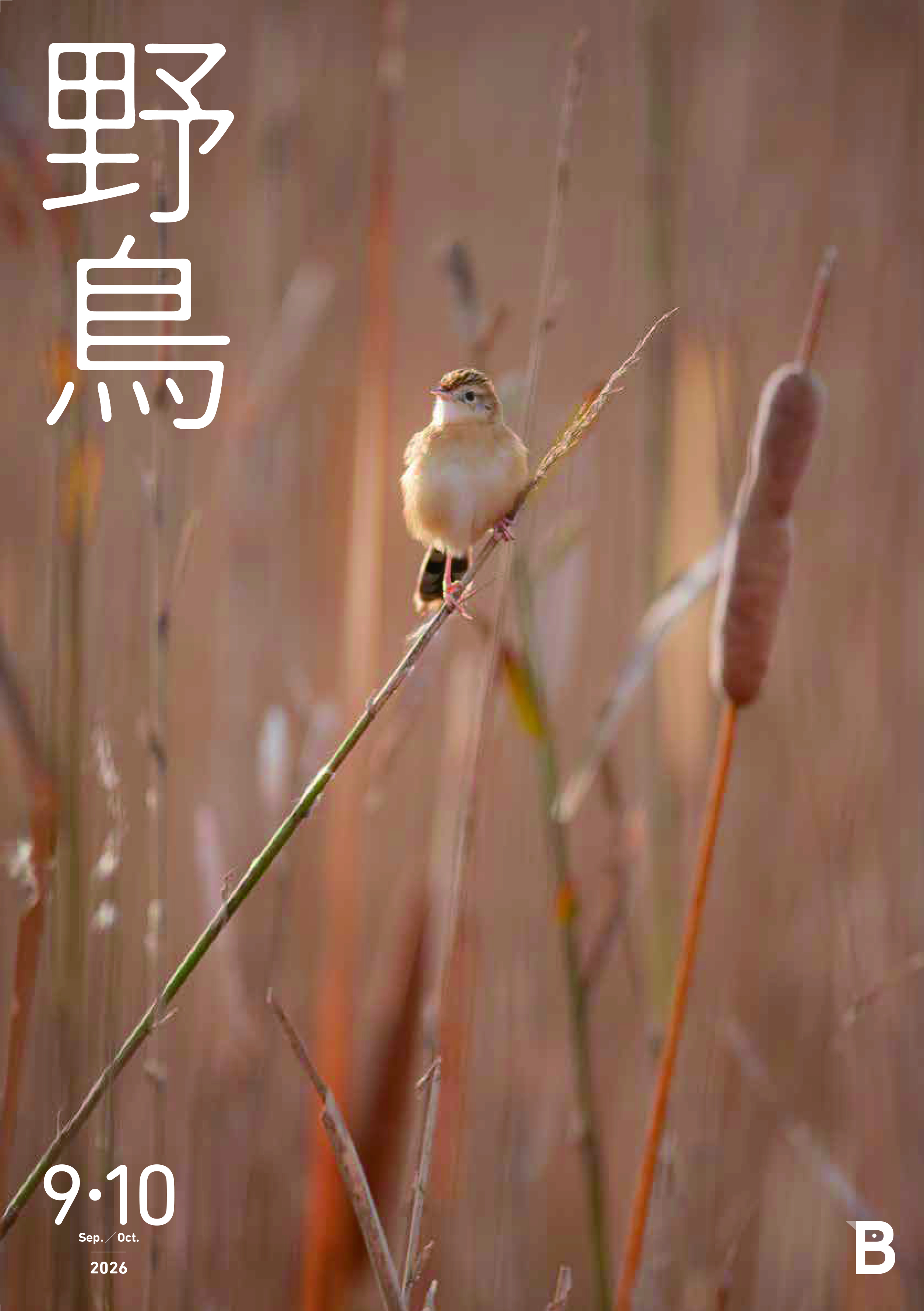 2026年7・8月号野鳥誌