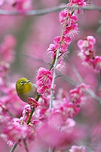 応募作品メジロ02