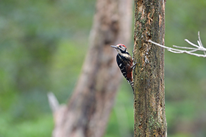 応募作品オオアカゲラ03