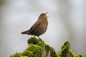 応募作品ミソサザイ06