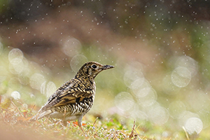 応募作品トラツグミ08