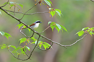 応募作品チゴモズ10