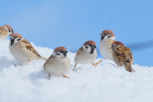 応募作品スズメ13