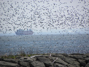 ラムサール条約登録の1%基準を満たすスズガモの群れ(日本野鳥の会東京提供・鈴木弘行撮影)
