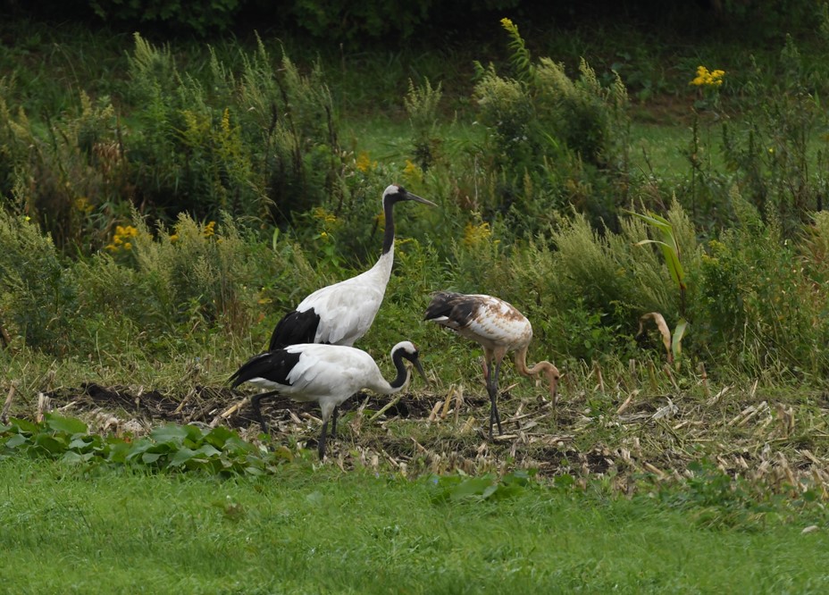 ソ*リ様 日本野鳥の会 やまね工房 タンチョウ ヒナ ぬいぐるみ