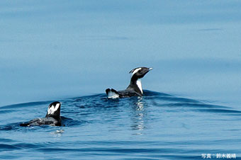 うみのとり 日本野鳥の会 : 日本野鳥の会、8/29（月）よりクラウドファンディング