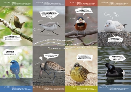 日本野鳥の会 : プレスリリース：日本野鳥の会 かわいい野鳥がもりだ