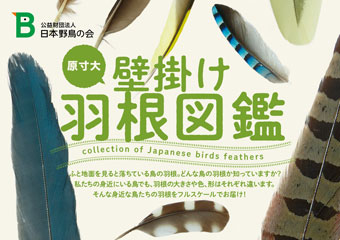 日本野鳥の会 : 飾って楽しむ！パンフレット『壁掛け羽根図鑑 