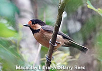 オリイヤマガラ