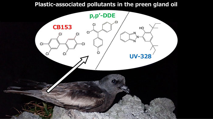 図6. オーストンウミツバメの尾腺ワックスから検出されたプラスチック由来の化学物質(UV-328)