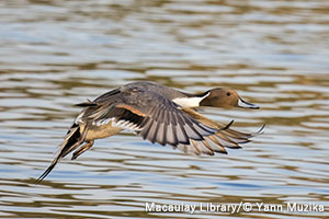 日本野鳥の会 : プレスリリース：バードウォッチングウィーク！（＊11