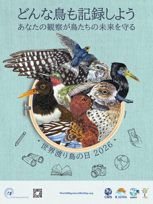 日本野鳥の会 : プレスリリース：5月9日は「世界渡り鳥の日」どんな鳥