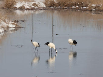 美々川を利用するタンチョウ