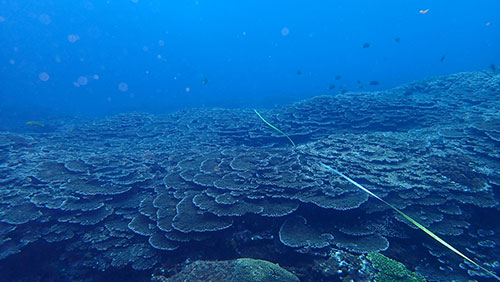 富賀浜のテーブル状サンゴ群集