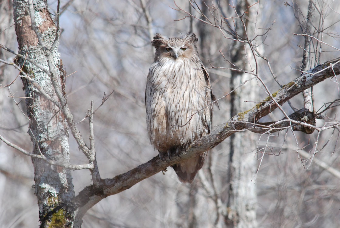 日本野鳥の会 森の神 シマフクロウ 次の世代へと命をつなぐ森をまもりたい