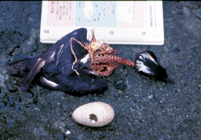 捕食されたカンムリウミスズメ成鳥と卵