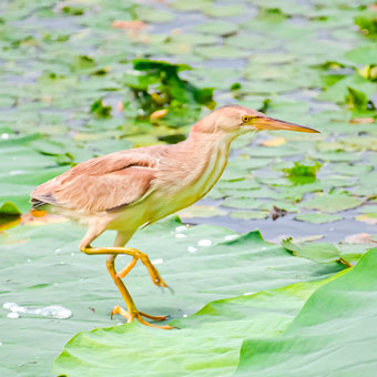 ゴイサギの幼鳥