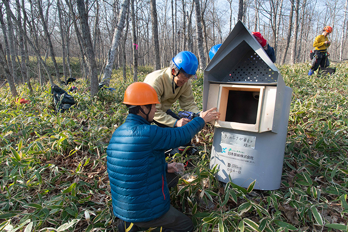 シマフクロウの巣箱設置