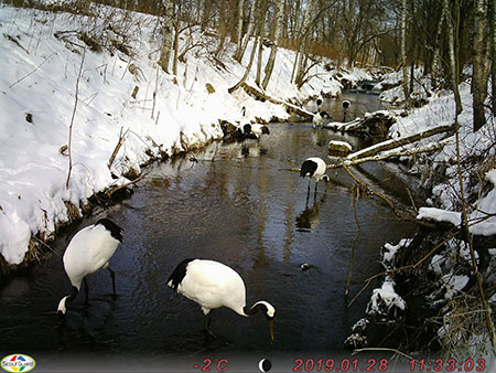 整備した自然採食地を利用するタンチョウ（タイマーカメラで撮影）