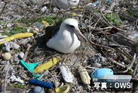 海洋プラスチックごみ問題、特別連載企画