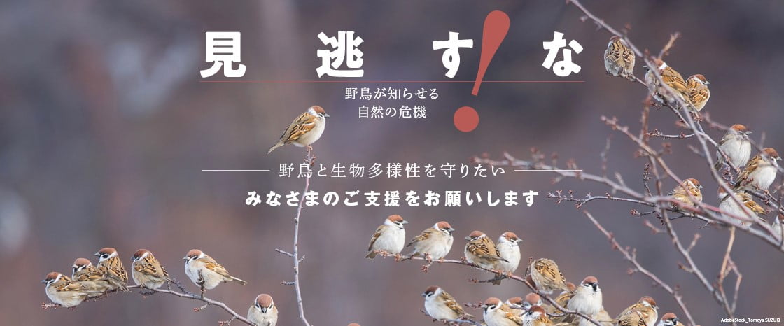 キャンペーン：野鳥と生物多様性を守りたい