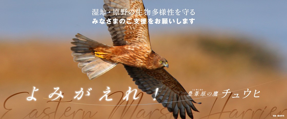 キャンペーン：よみがえれ！ 豊葦原（とよあしはら）の鷹「チュウヒ」