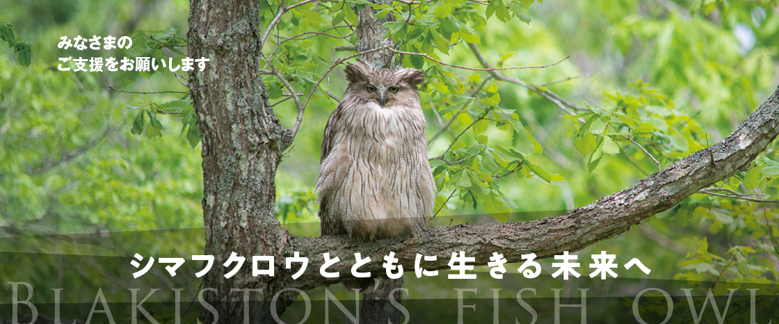 キャンペーン：シマフクロウと ともに生きる未来へ